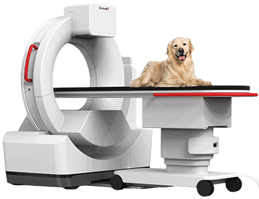 DeteCT_Dog